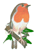 Robin