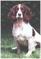 Springer Spaniel